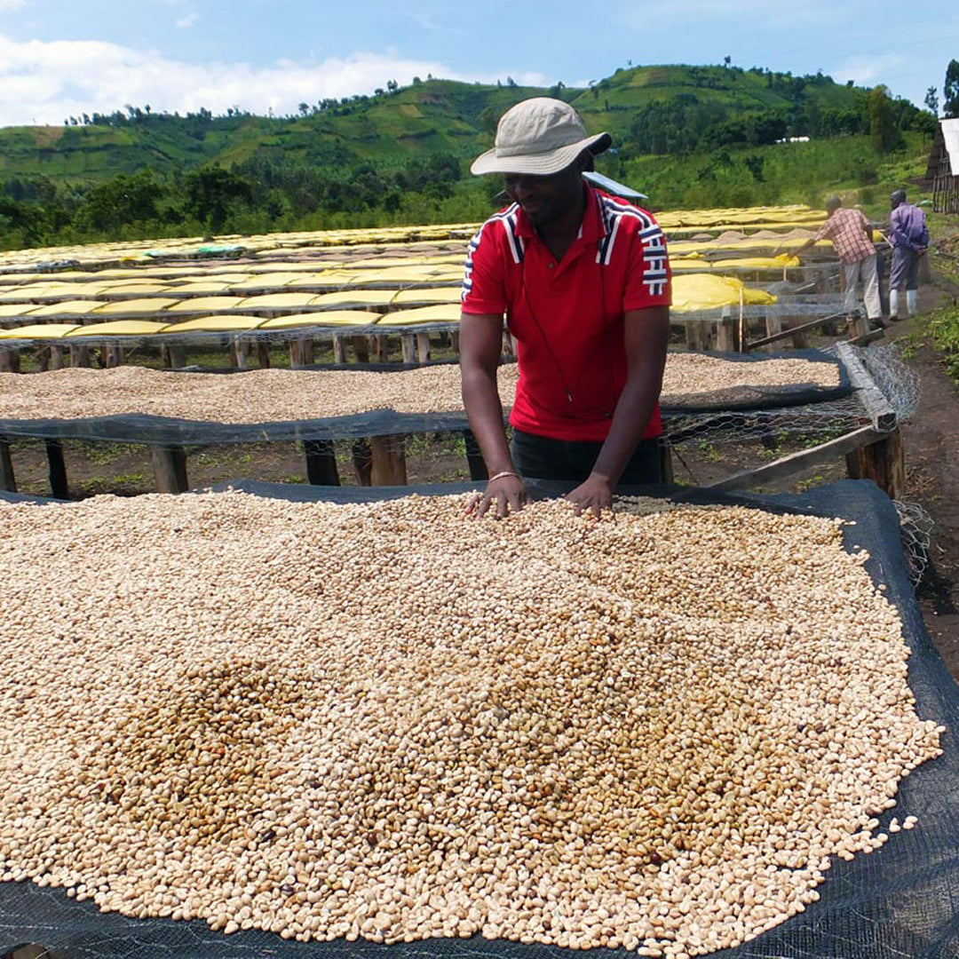 Let’s talk about the Congo (and its coffee)