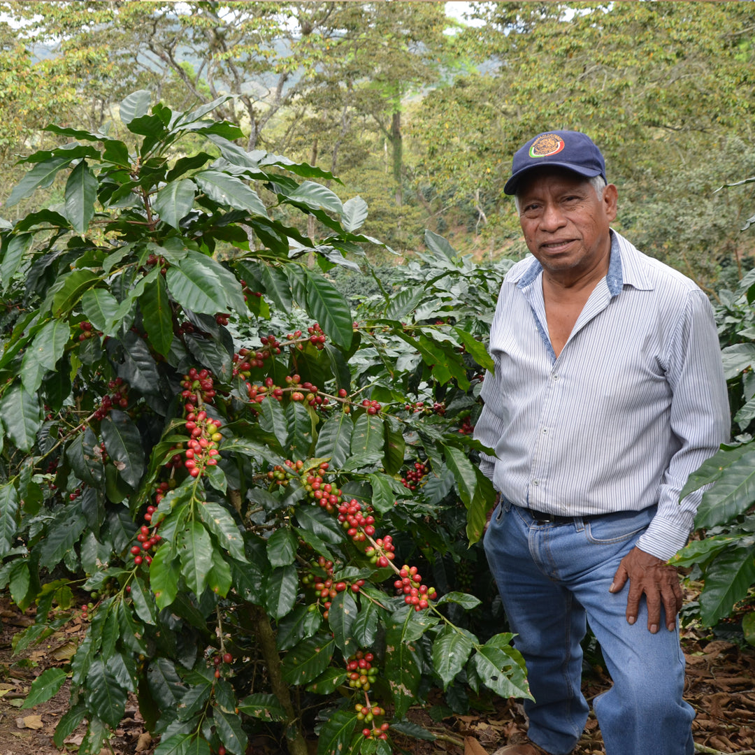 Planting forests and growing coffee in Mexico